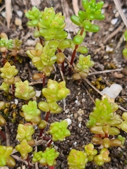 Sedum anglicum