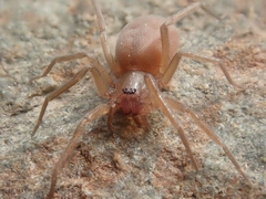 Mesiotelus