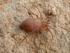Mesiotelus
