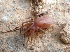 Mesiotelus