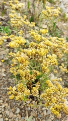 Achyrocline saturejoides