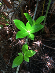 Myrsine lessertiana