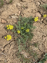 Lomatium quintuplex