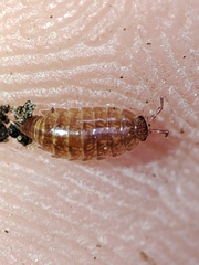 Trichoniscus pusillus