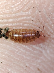 Trichoniscus pusillus