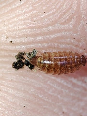 Trichoniscus pusillus