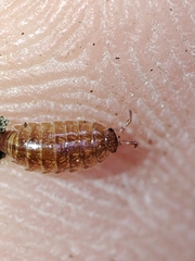 Trichoniscus pusillus