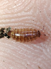 Trichoniscus pusillus