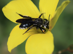 Andrena agilissima