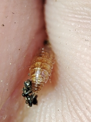 Trichoniscus pusillus