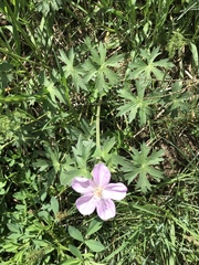 Geranium viscosissimum