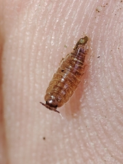 Trichoniscus pusillus