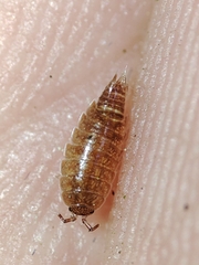 Trichoniscus pusillus