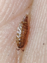 Trichoniscus pusillus