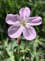 Geranium viscosissimum