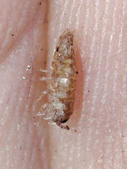 Trichoniscus pusillus