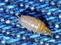 Trichoniscus pusillus