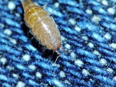 Trichoniscus pusillus