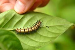 Lepidoptera