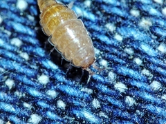 Trichoniscus pusillus