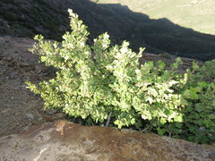 Ribes indecorum