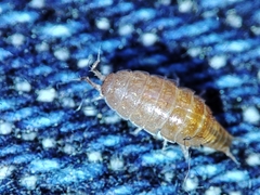 Trichoniscus pusillus