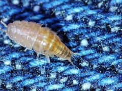 Trichoniscus pusillus