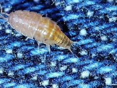 Trichoniscus pusillus