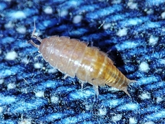 Trichoniscus pusillus