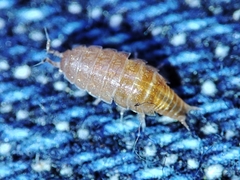 Trichoniscus pusillus