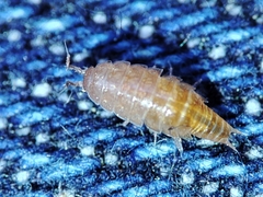 Trichoniscus pusillus