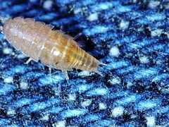 Trichoniscus pusillus