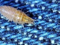 Trichoniscus pusillus