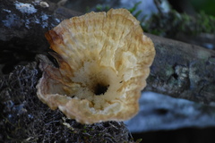 Cymatoderma caperatum