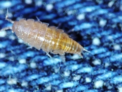 Trichoniscus pusillus