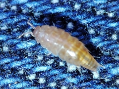 Trichoniscus pusillus