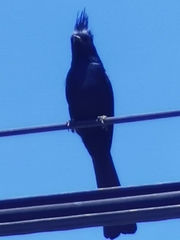 Phainopepla nitens