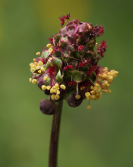 Sanguisorba minor