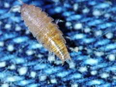 Trichoniscus pusillus