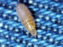 Trichoniscus pusillus