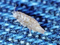 Trichoniscus pusillus