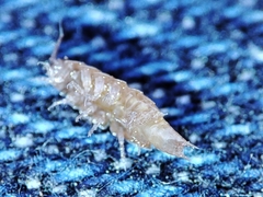 Trichoniscus pusillus