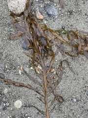 Desmarestia ligulata