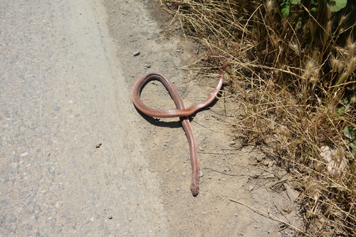 Red-Bellied Racer