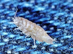 Trichoniscus pusillus