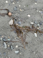 Desmarestia ligulata