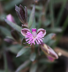 Polygala rupestris