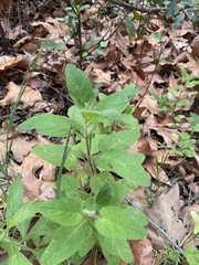 Stachys rigida rigida
