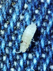 Miktoniscus bisetosus