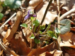 Viola × bavarica